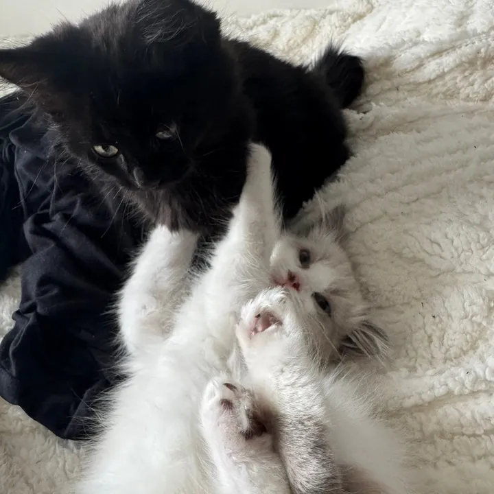 Mochi & Yugi🤍🖤
