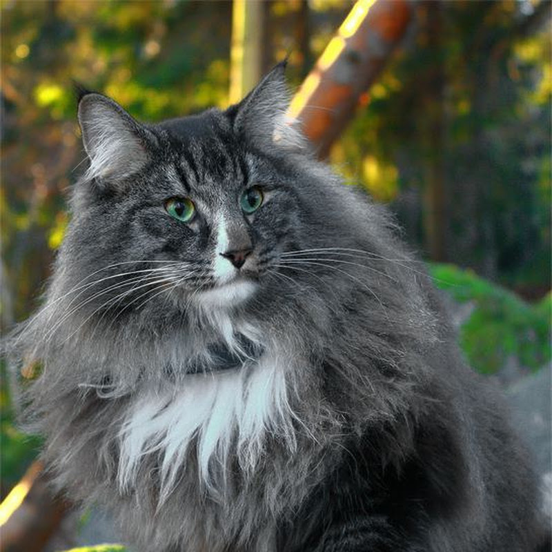 Tigris the Norwegian Cat