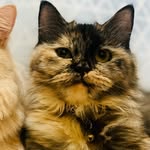 Nala Mollie Bean🐾