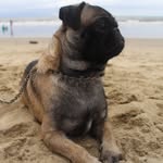 Tyson