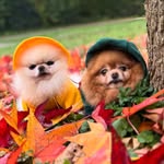MiMi&Multik