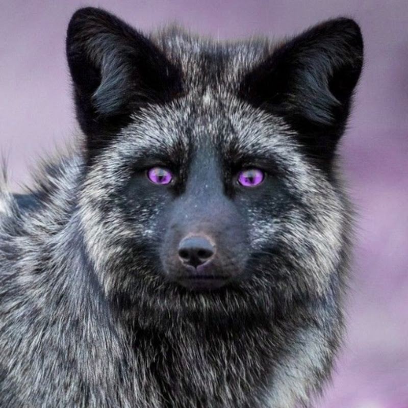 Silverfoxas