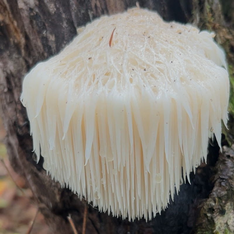 แม่หมี in japan