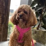 Millie the Toy Cavoodle