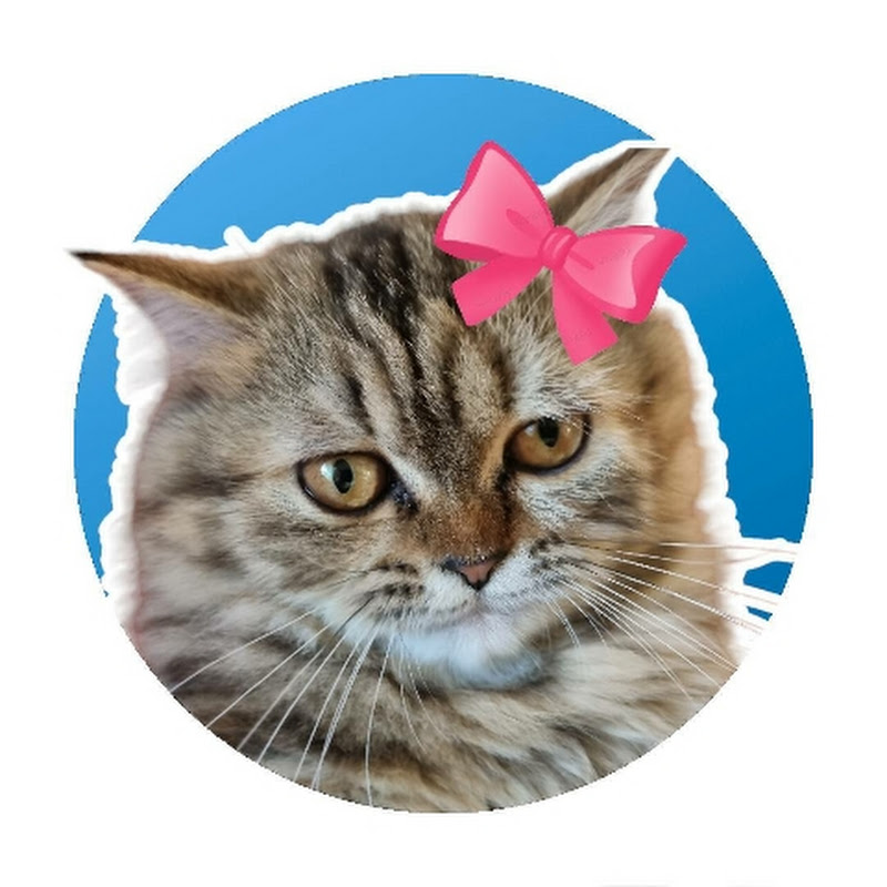 Cute catcat