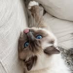 Birman Misty & Tuxedo Juni