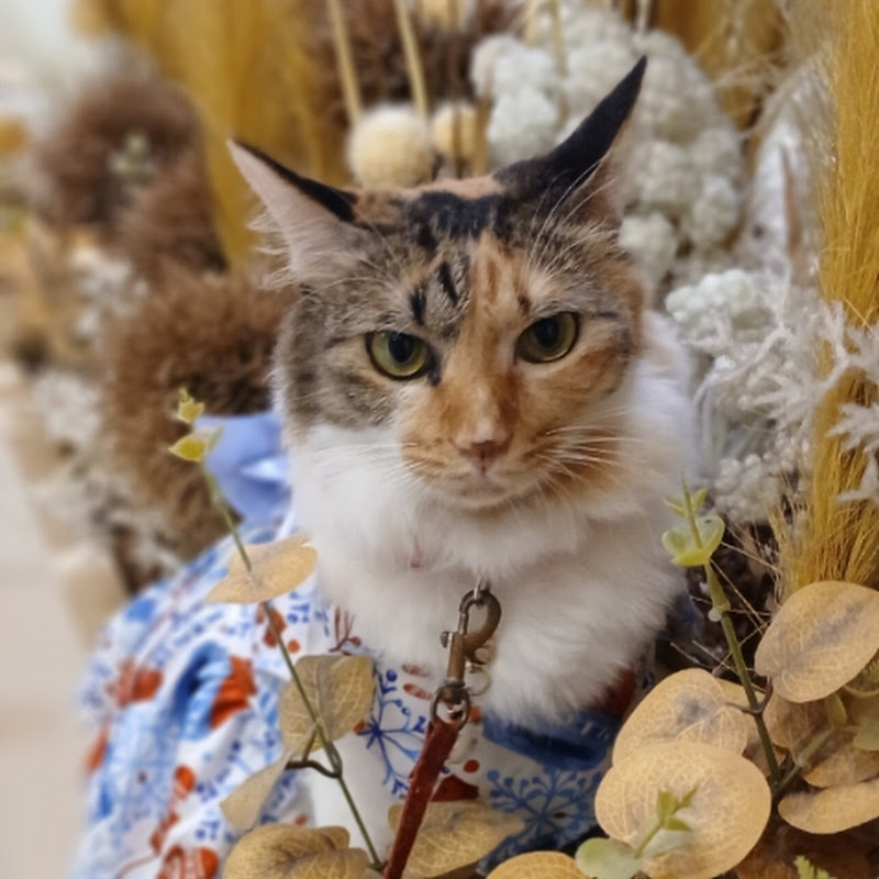 Catty😼MARSi - The Amazing Traveler Cat 🐈