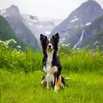 🌸 Yankee the Border Collie 🌸