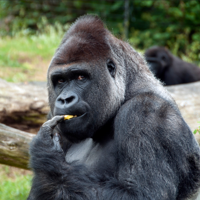 Wildlife Visual Jungle