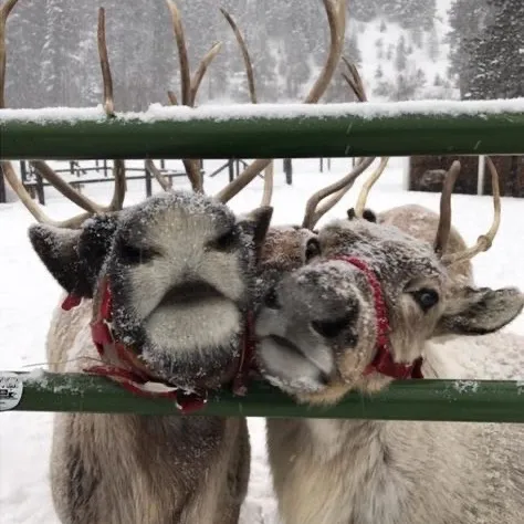 🛷 ҂ ray < 3 🦌
