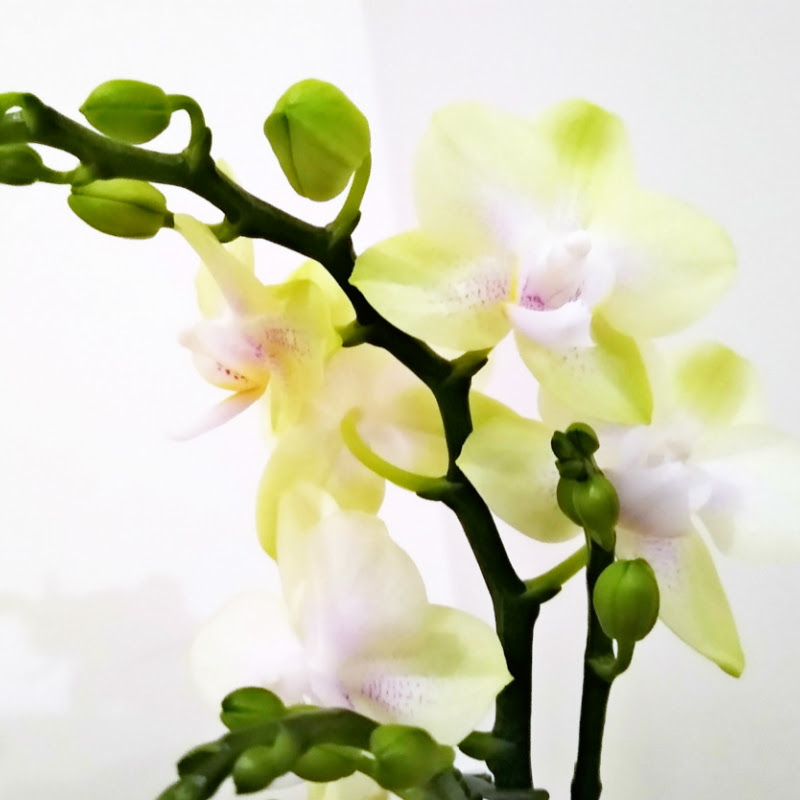 音乐花园 Green Apple Music Garden 