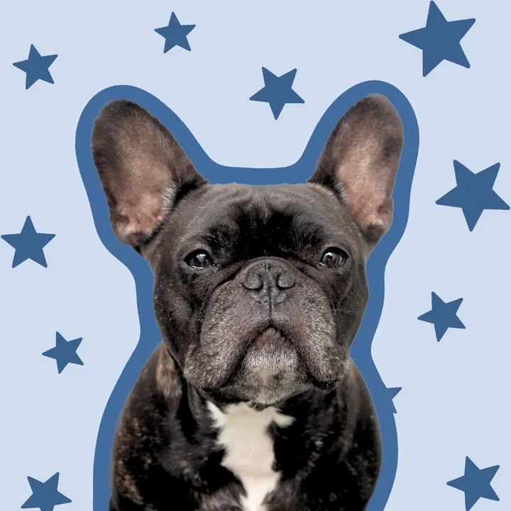 The Frenchie Louis V