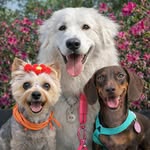 Jolie, Bonnie & Ice