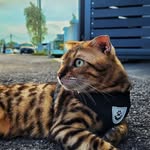 Tiger the cat