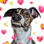🌈Cooper the Greyhound🌈