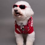 Beau the bichon