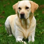 Labrador Retriever Dogs 89