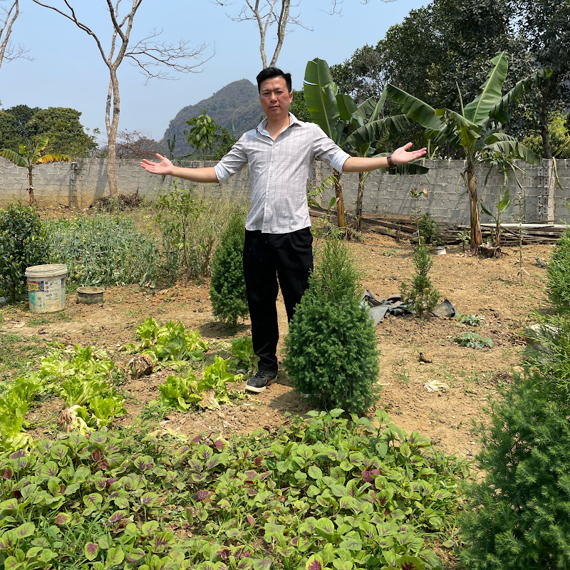 Cây giống Hoàng Đàn Tuyêt Lạng Sơn