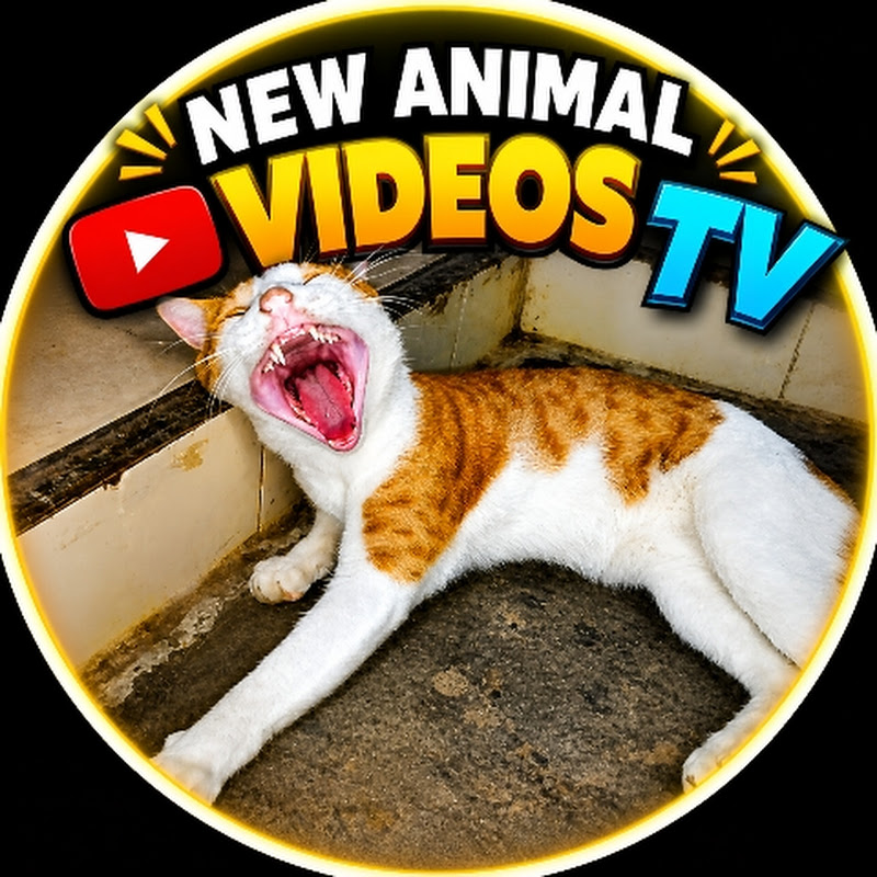 new animal videos Tv