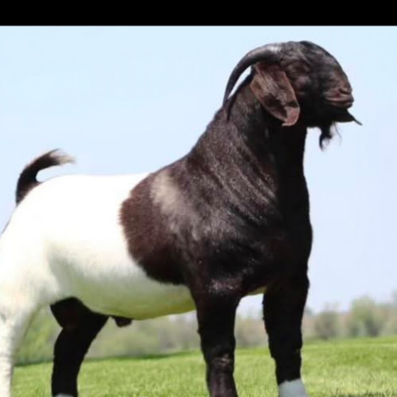 GAU Dids 