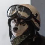 Koharu