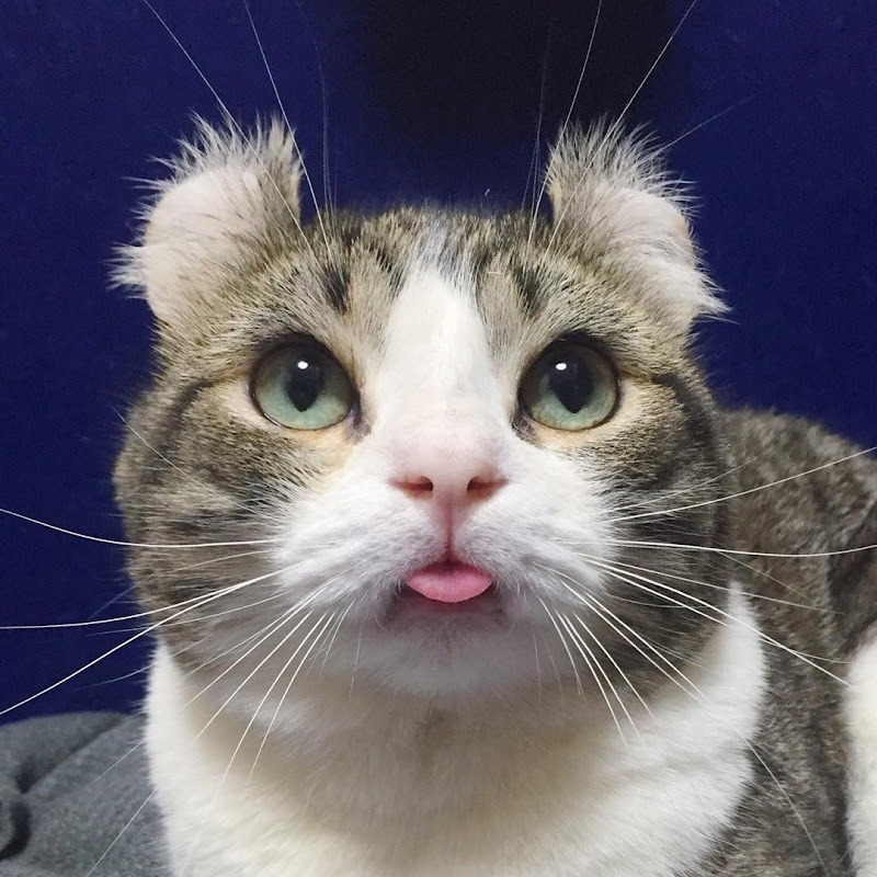 Cat curlySnow