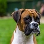 boxer