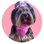 Mel Yorkie | Pet Influencer