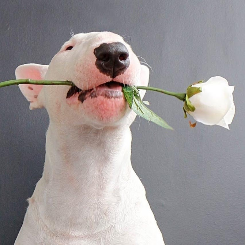 Tom The Bull Terrier