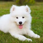Samoyed