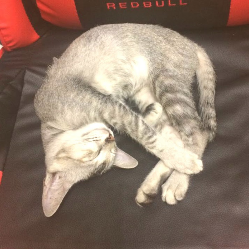 Animals In Our Planet