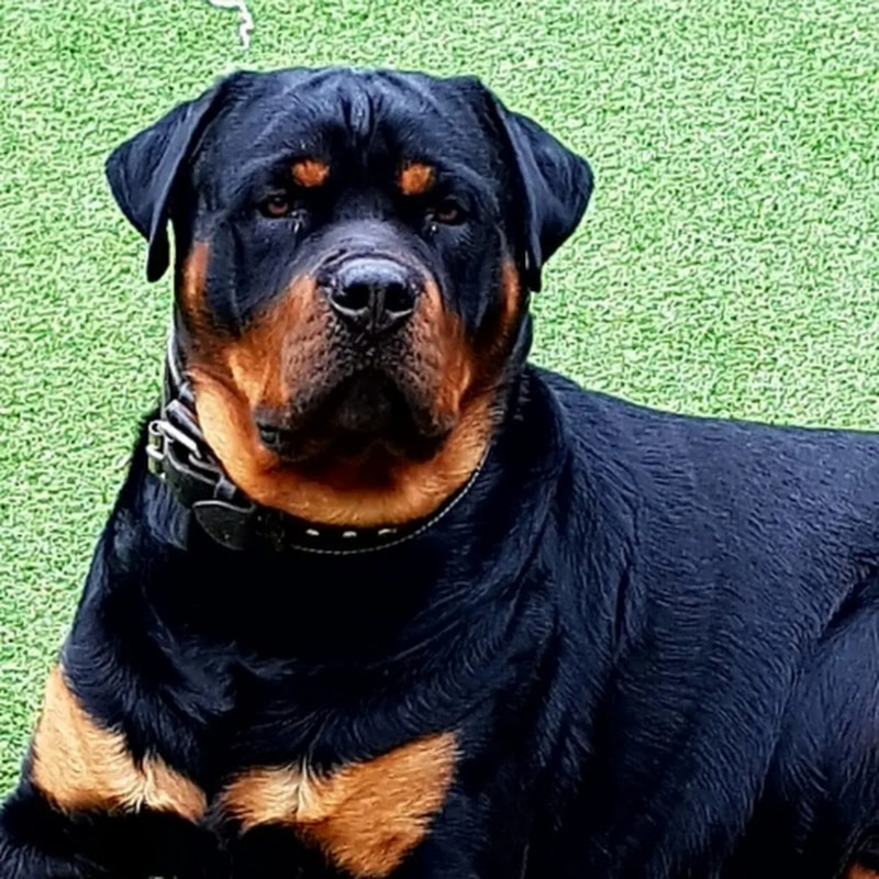 Rottweiler Archies World