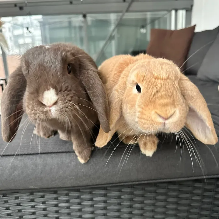thebunbrookies