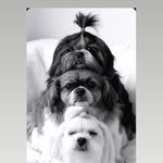 Bella Billy Pitty  Cantinho | deles
