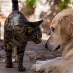 Emma_angel_for_animals🐕🐈