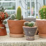 Cactus & Tropicals