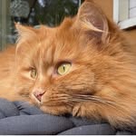 ❀ 𝗟𝗨𝗖𝗜𝗘 ❀ Petfluencer