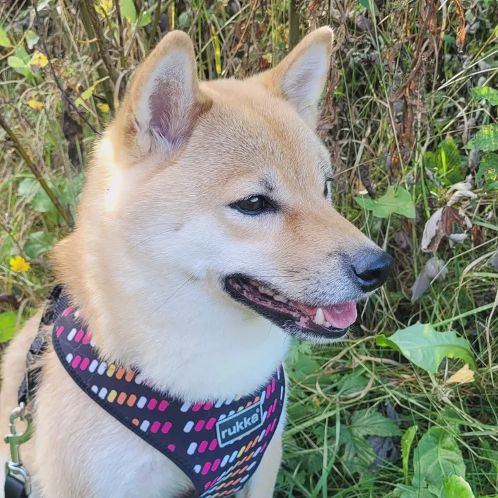 SuomiAika