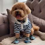 Leo the poodle