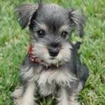 Schnauzer World