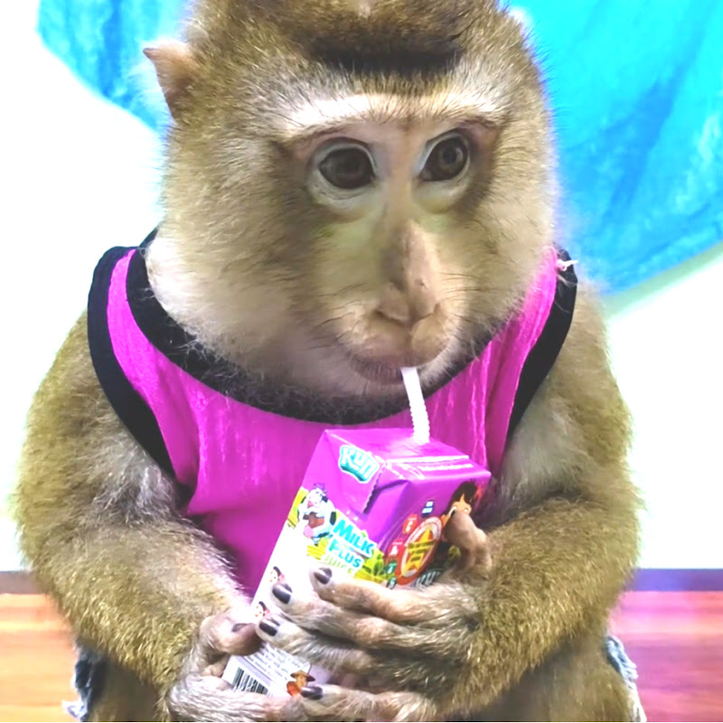 Monkey BOKI