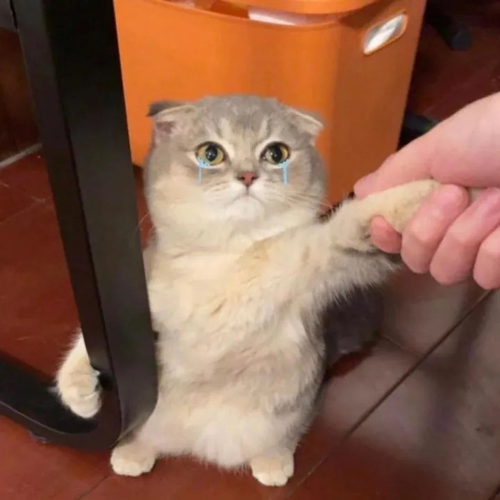 ลี่ผิง 🐳