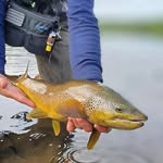 Mikael Bäckis Bäcklund