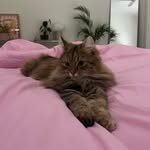 Mochi’s home
