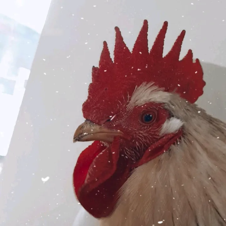 chickensoninst