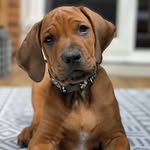 Hi im Kodah🤍West Yorkshire Uk🐾