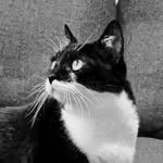 The Cat Named Lolita. A gata chamada Lolita