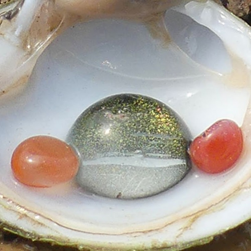 UNBELIEVABLE DISCOVERY