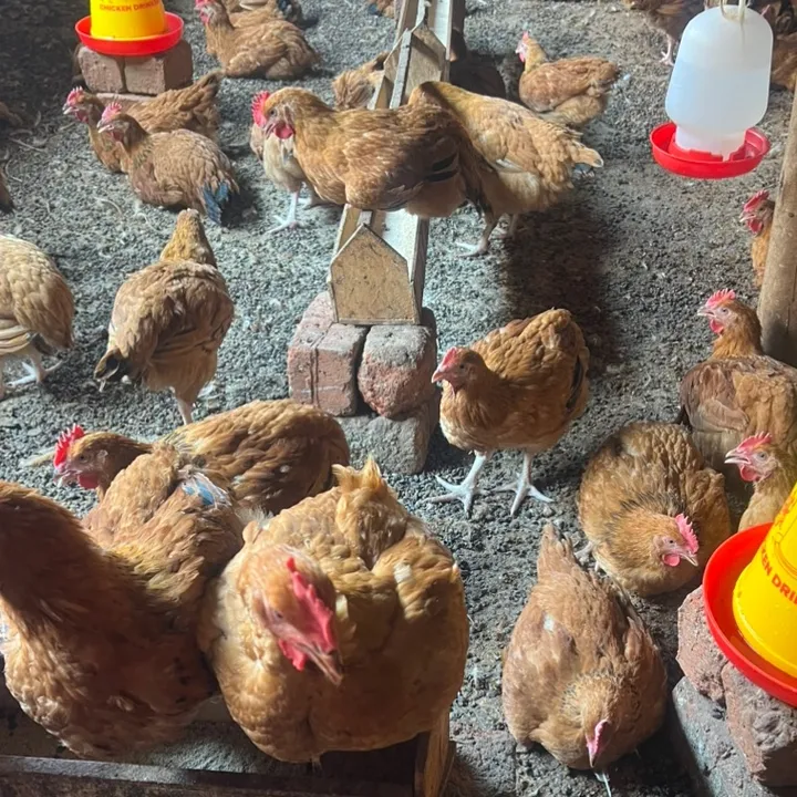 nalongopountlryfarm