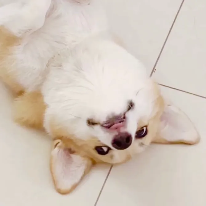 柯基OLi🐾